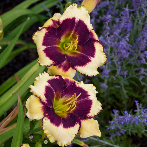 'Blackthorne' Reblooming Daylily | Hemerocallis - Image 2