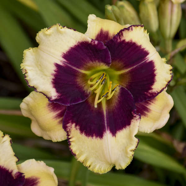 'Blackthorne' Reblooming Daylily | Hemerocallis - Image 3