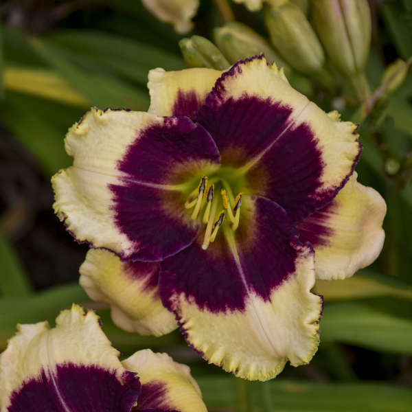 'Blackthorne' Reblooming Daylily | Hemerocallis - Image 4