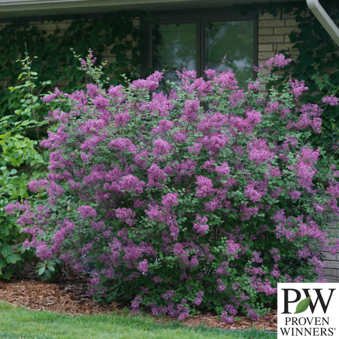 Bloomerang Dark Purple Reblooming Lilac | Syringa - Image 2