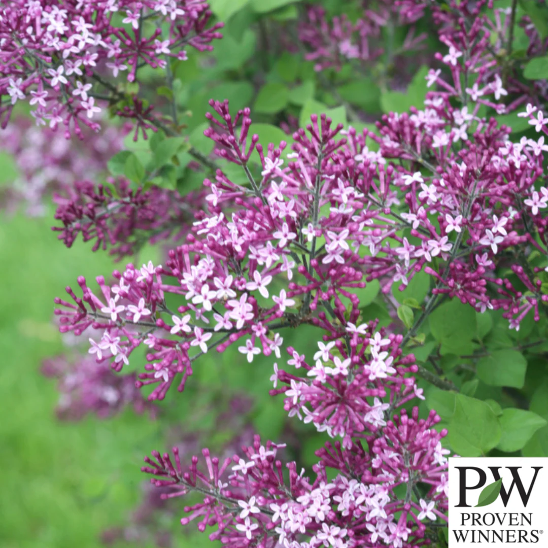 Bloomerang Dark Purple Reblooming Lilac | Syringa - Image 3