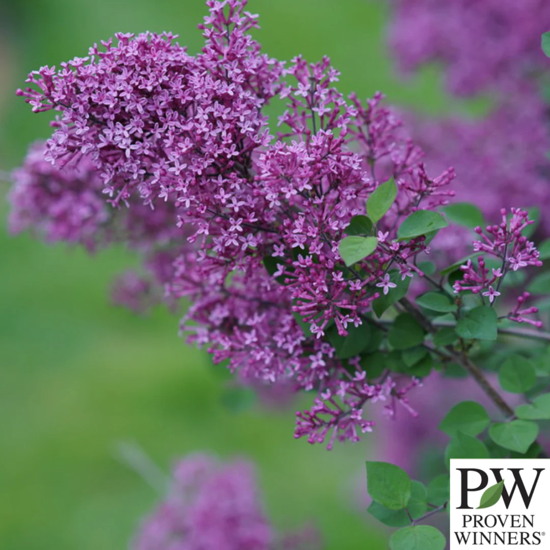 Bloomerang Dark Purple Reblooming Lilac | Syringa - Image 4