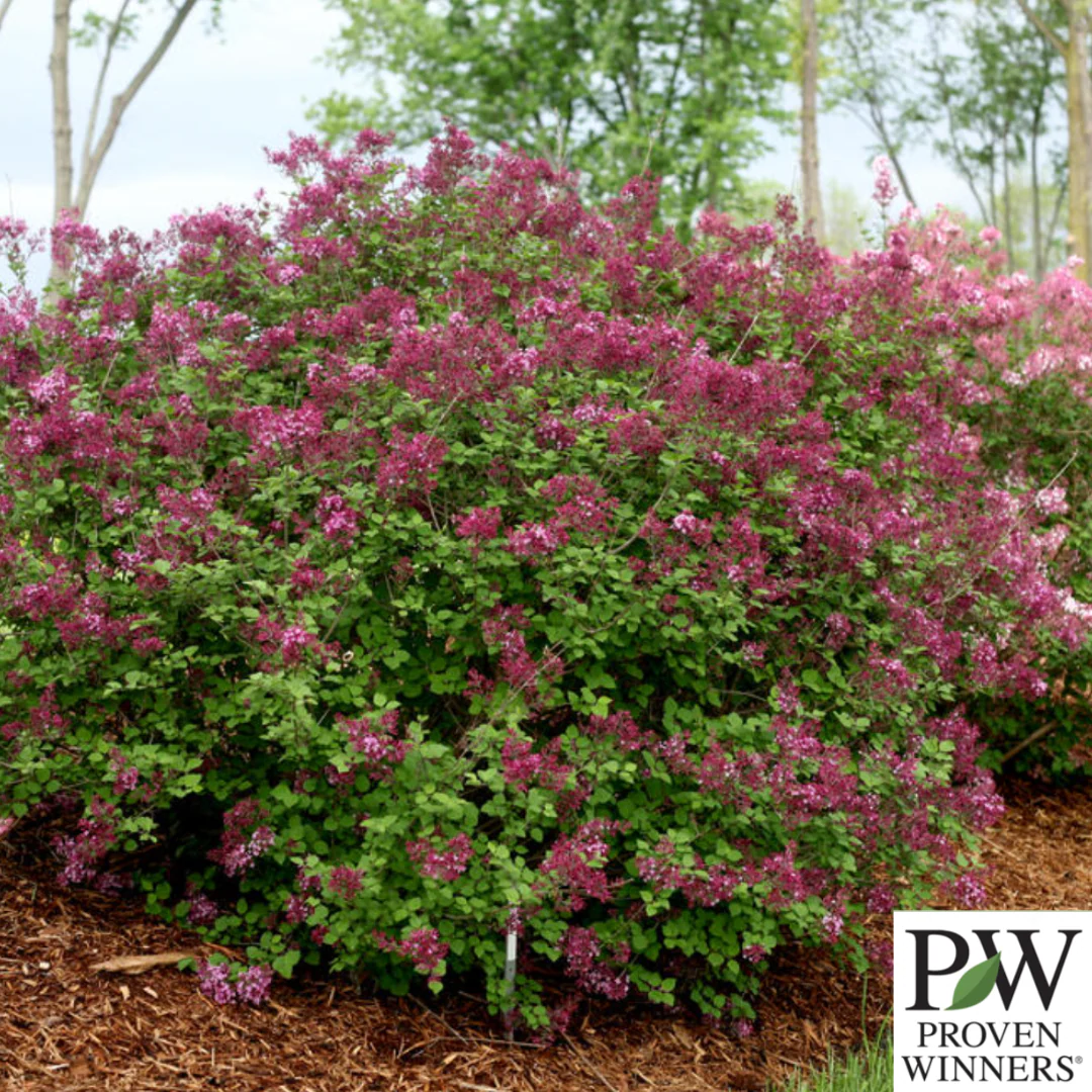 Bloomerang Dark Purple Reblooming Lilac | Syringa - Image 5