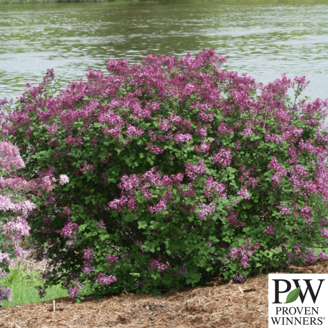 Bloomerang Dark Purple Reblooming Lilac | Syringa - Image 6