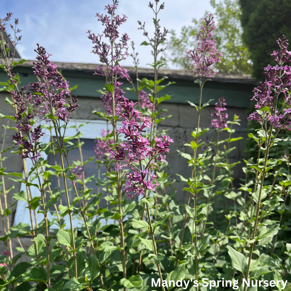 Bloomerang Dark Purple Reblooming Lilac | Syringa - Image 7