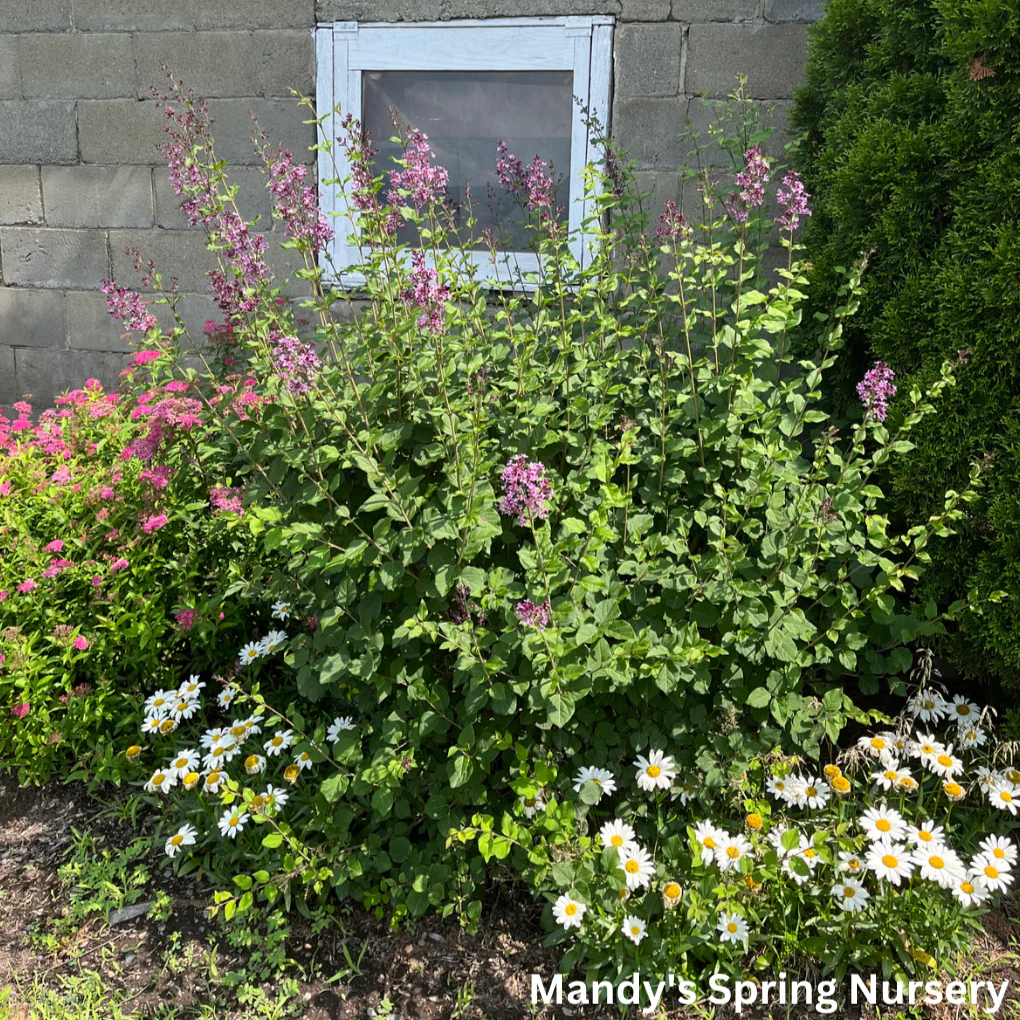 Bloomerang Dark Purple Reblooming Lilac | Syringa - Image 8
