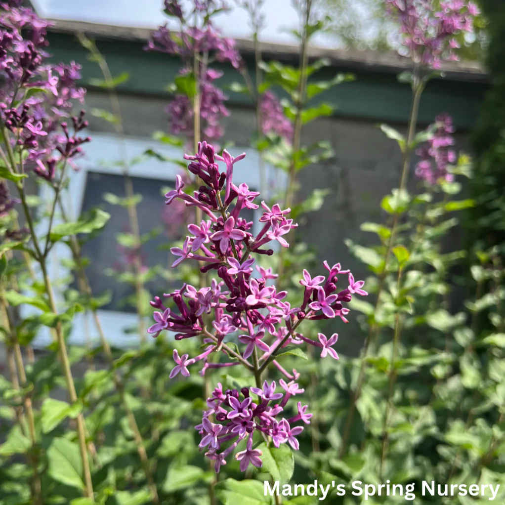 Bloomerang Dark Purple Reblooming Lilac | Syringa - Image 9