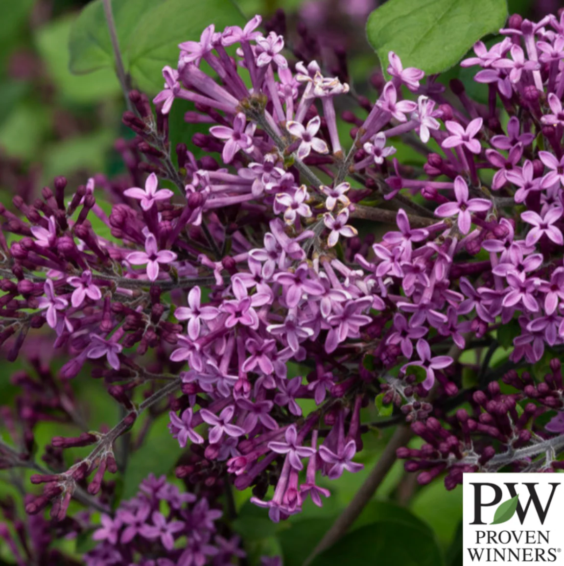 Bloomerang Dark Purple Reblooming Lilac Tree | Syringa - Image 3