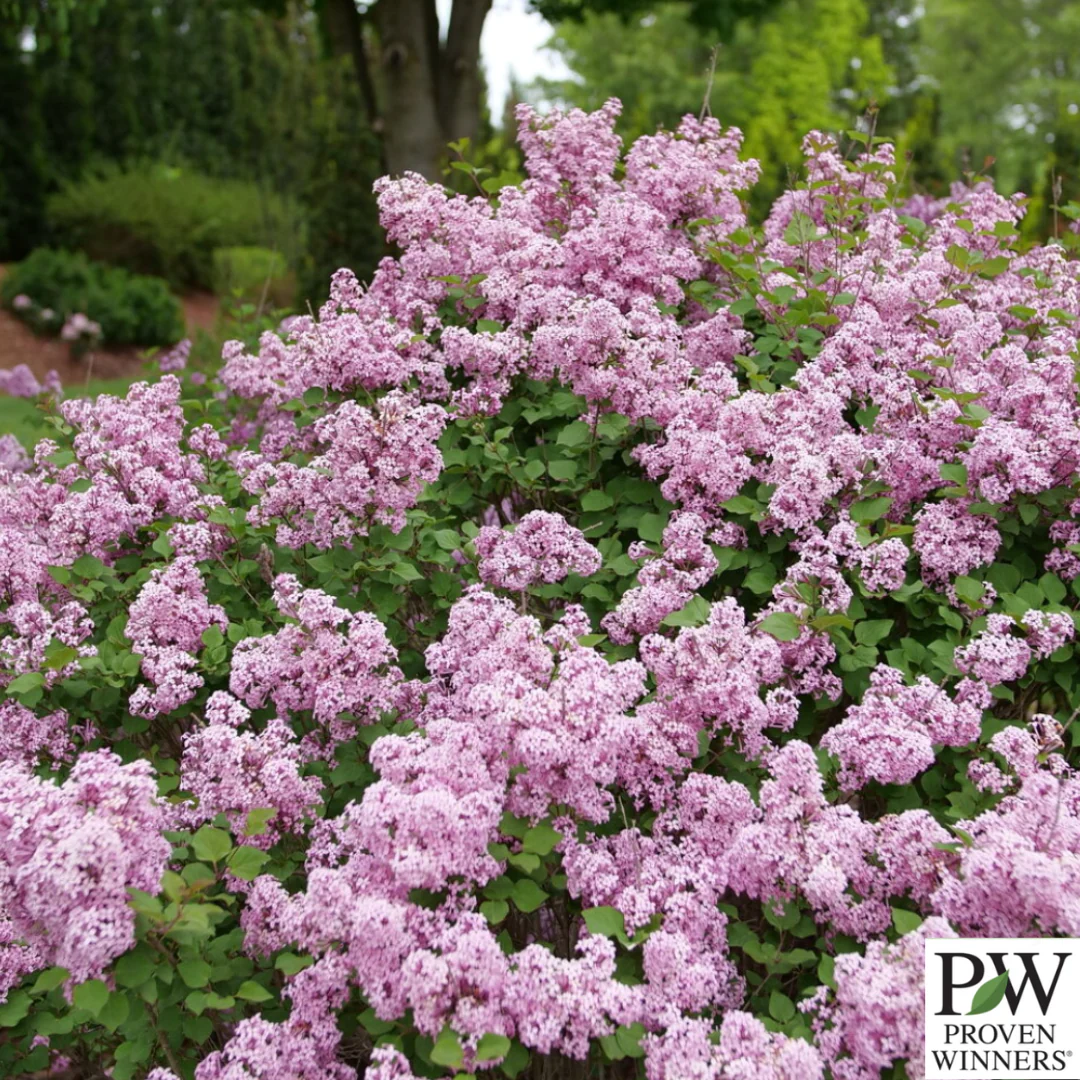 Bloomerang Purpink® Reblooming Lilac | Syringa x pubescens - Image 2