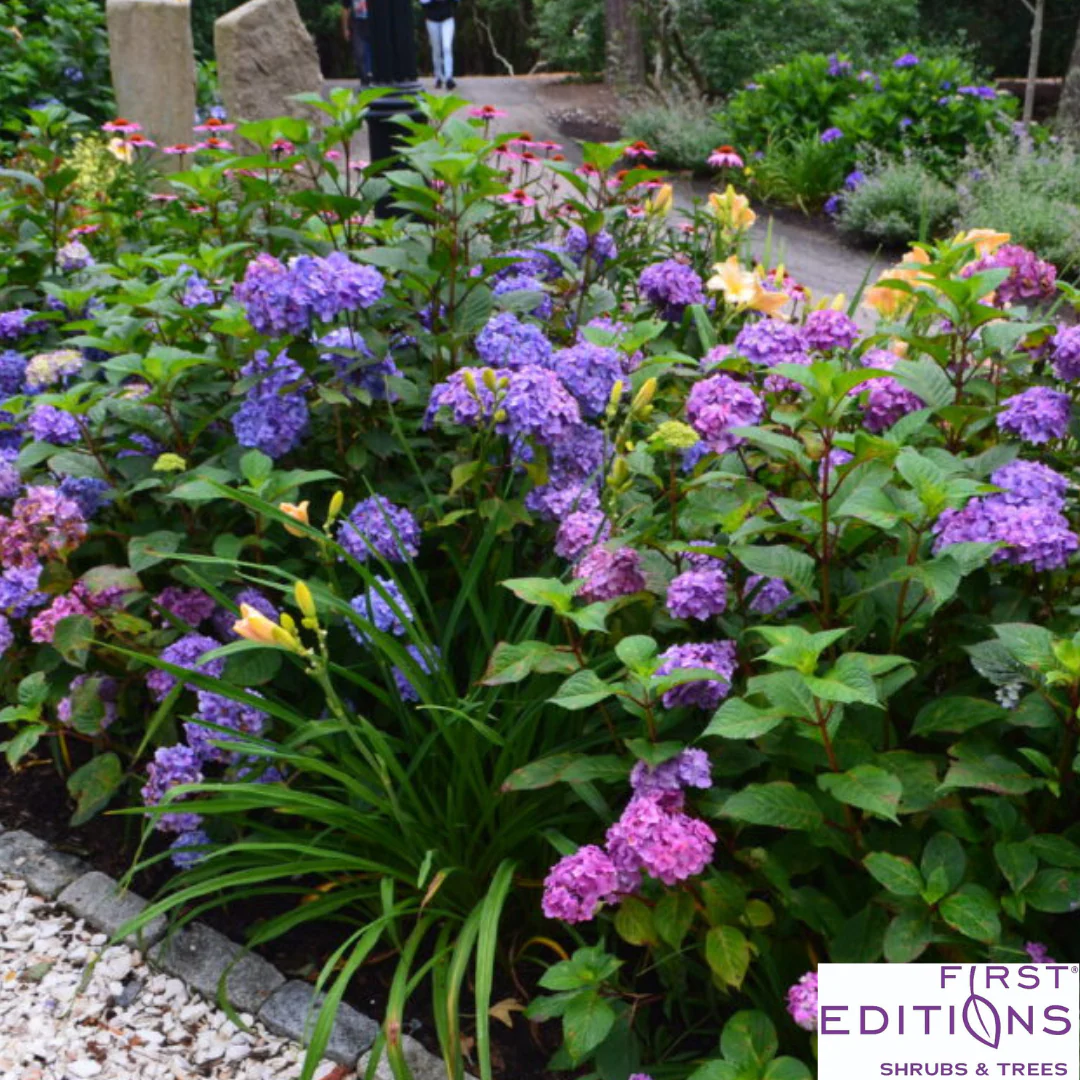 BloomStruck Reblooming Bigleaf Endless Summer® Hydrangea | Hydrangea macrophylla - Image 13