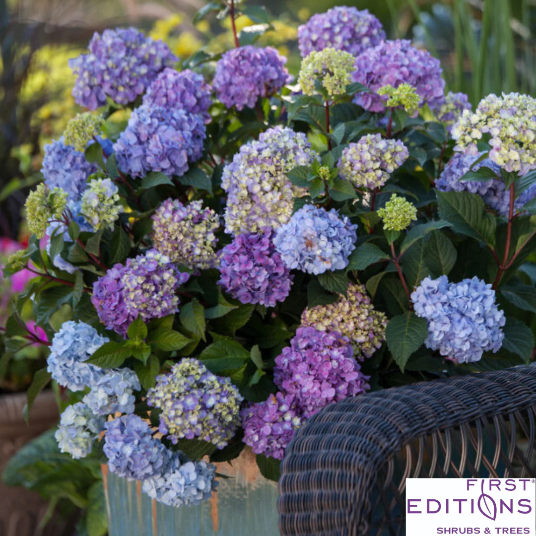 BloomStruck Reblooming Bigleaf Endless Summer® Hydrangea | Hydrangea macrophylla - Image 16