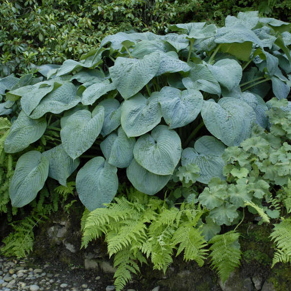 'Blue Angel' Hosta - Image 2