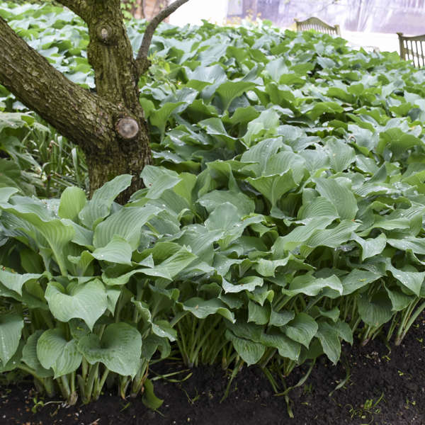 'Blue Angel' Hosta - Image 3