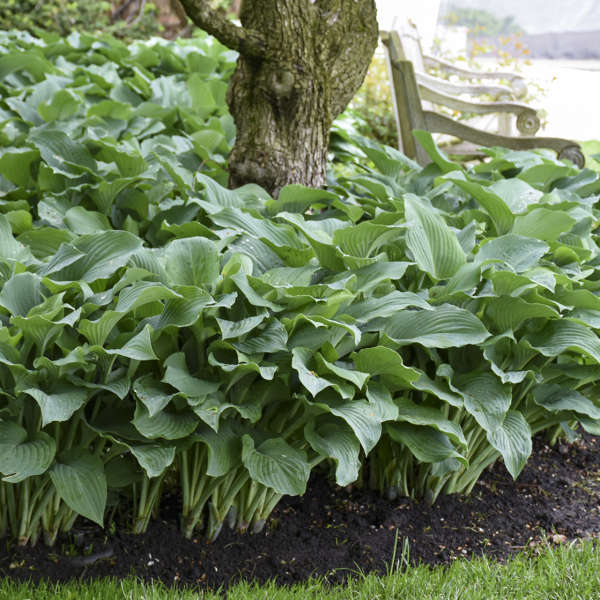'Blue Angel' Hosta - Image 4