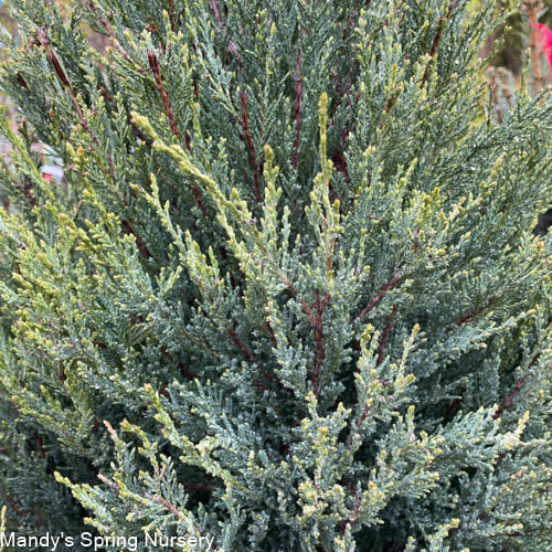 Blue Arrow Juniper | Juniperus virginiana 'Blue Arrow' - Image 2