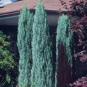 Blue Arrow Juniper | Juniperus virginiana 'Blue Arrow' - Image 3