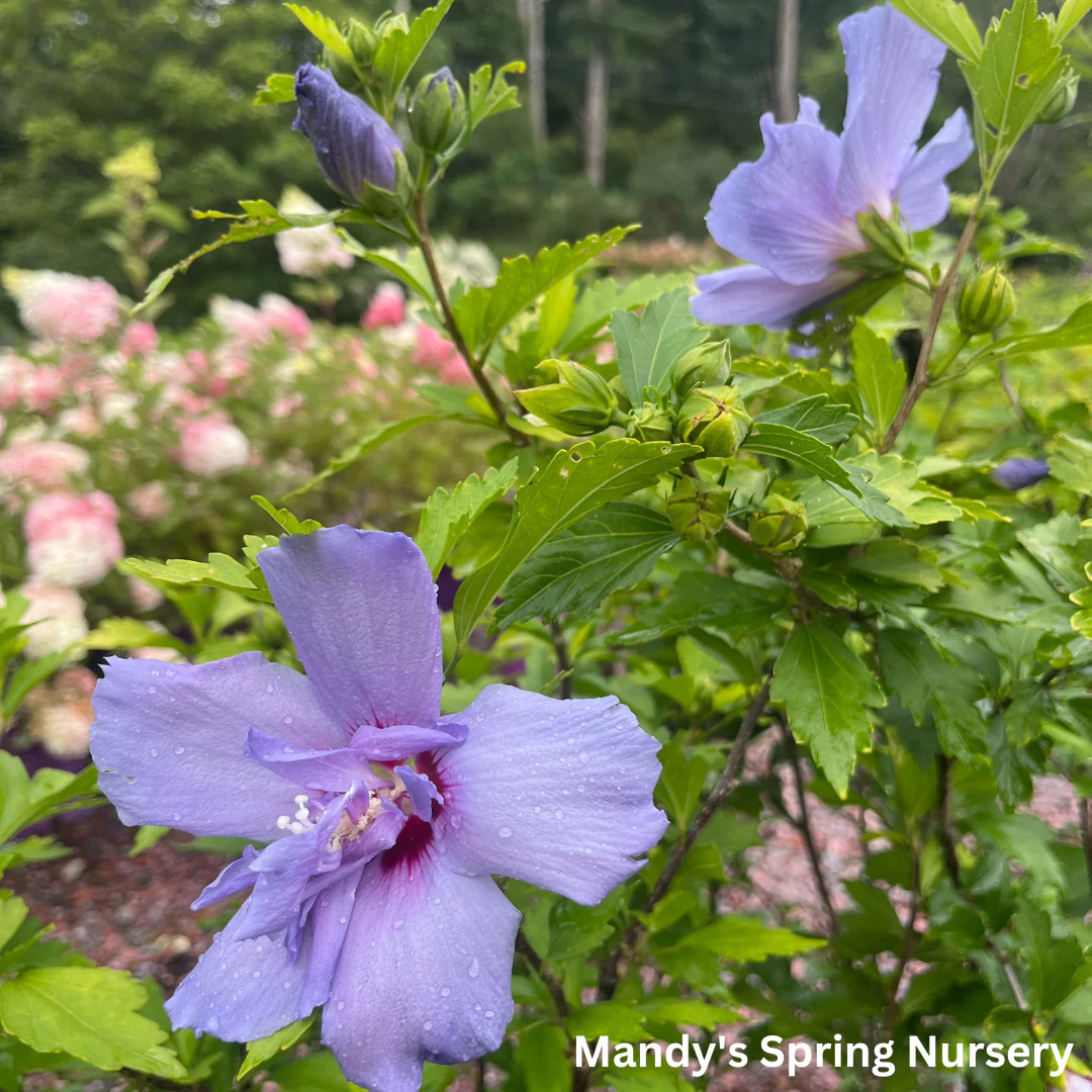 Blue Chiffon Rose of Sharon | Hibiscus syriacus - Image 3