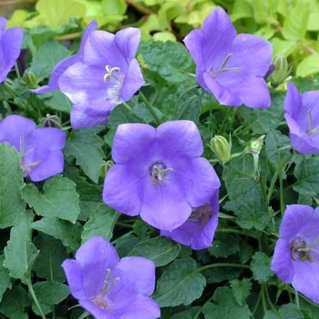'Blue Clips' Bellflower | Campanula carpatica - Image 2