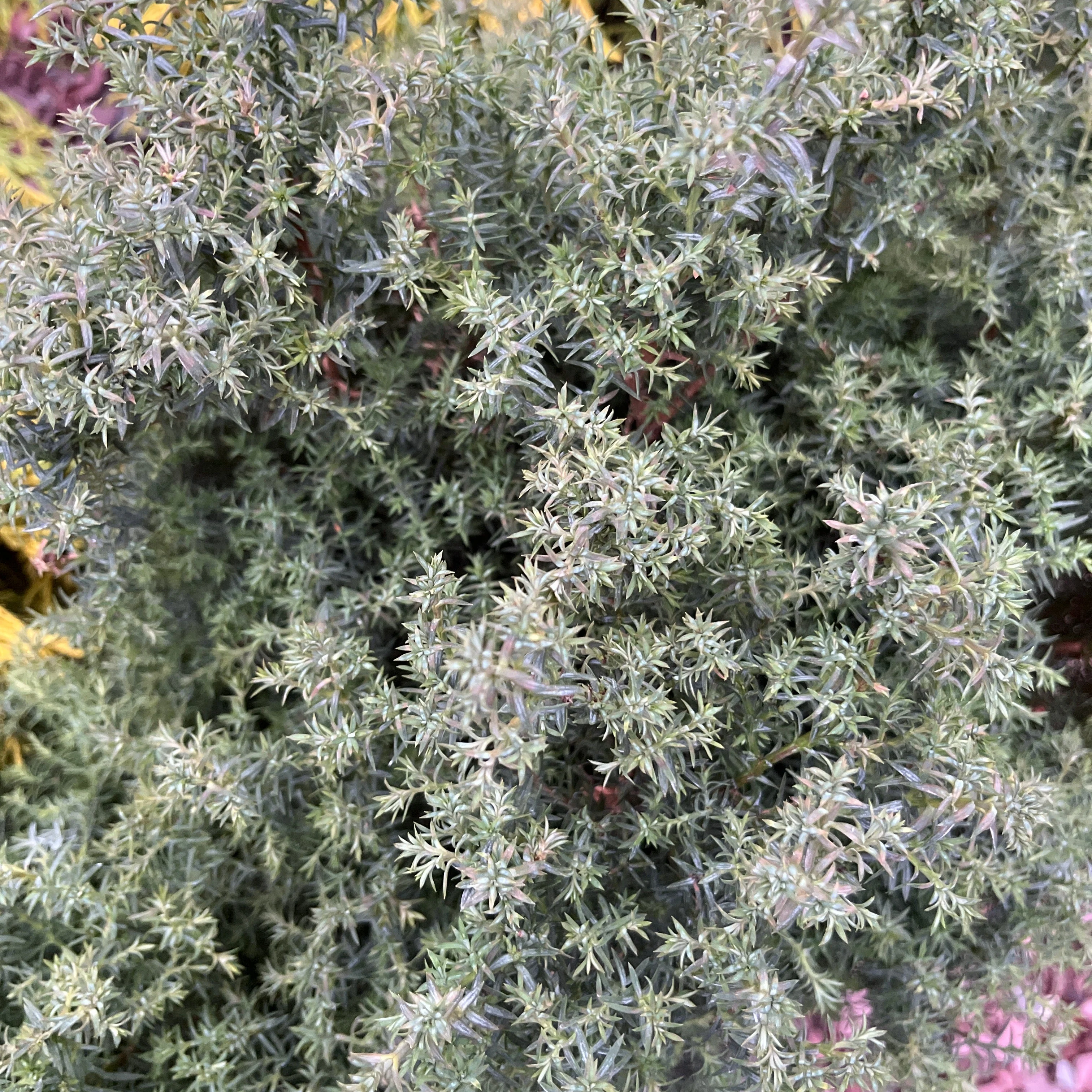 'Blue Feathers' Hinoki Cypress | Chamaecyparis obtusa - Image 2