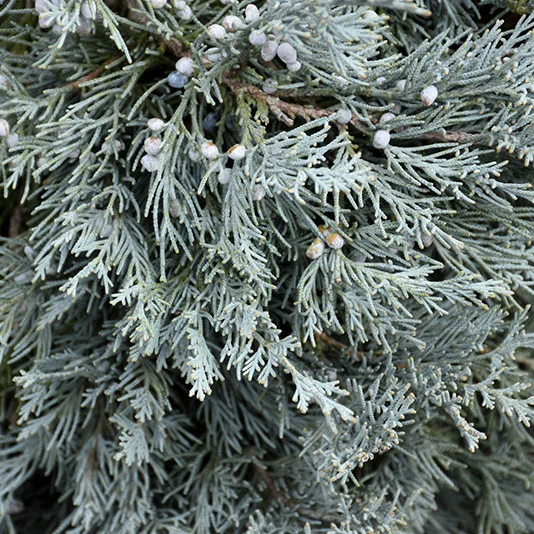 Blue Haven Juniper | Juniperus scopulorum - Image 2