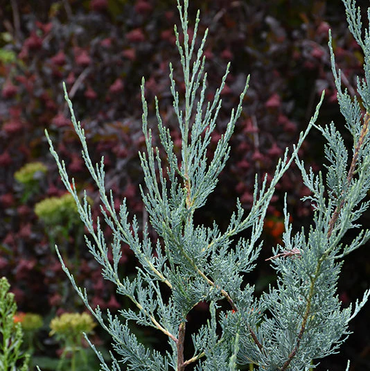 Blue Haven Juniper | Juniperus scopulorum - Image 3