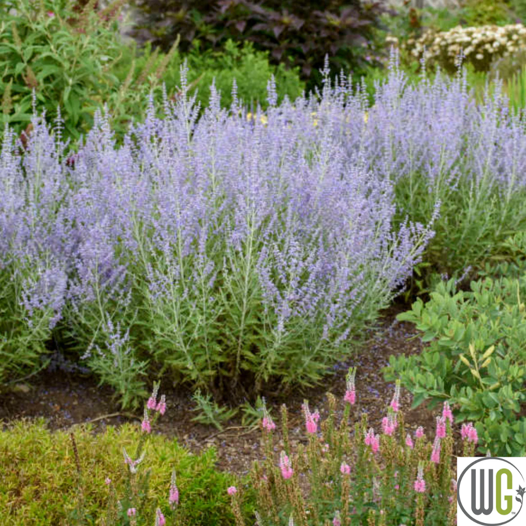 'Blue Jean Baby' Russian Sage | Perovskia atriplicifolia - Image 2