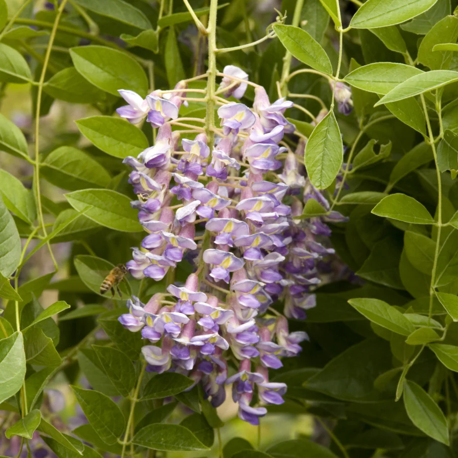 Blue Moon Wisteria | Wisteria macrostachya - Image 2