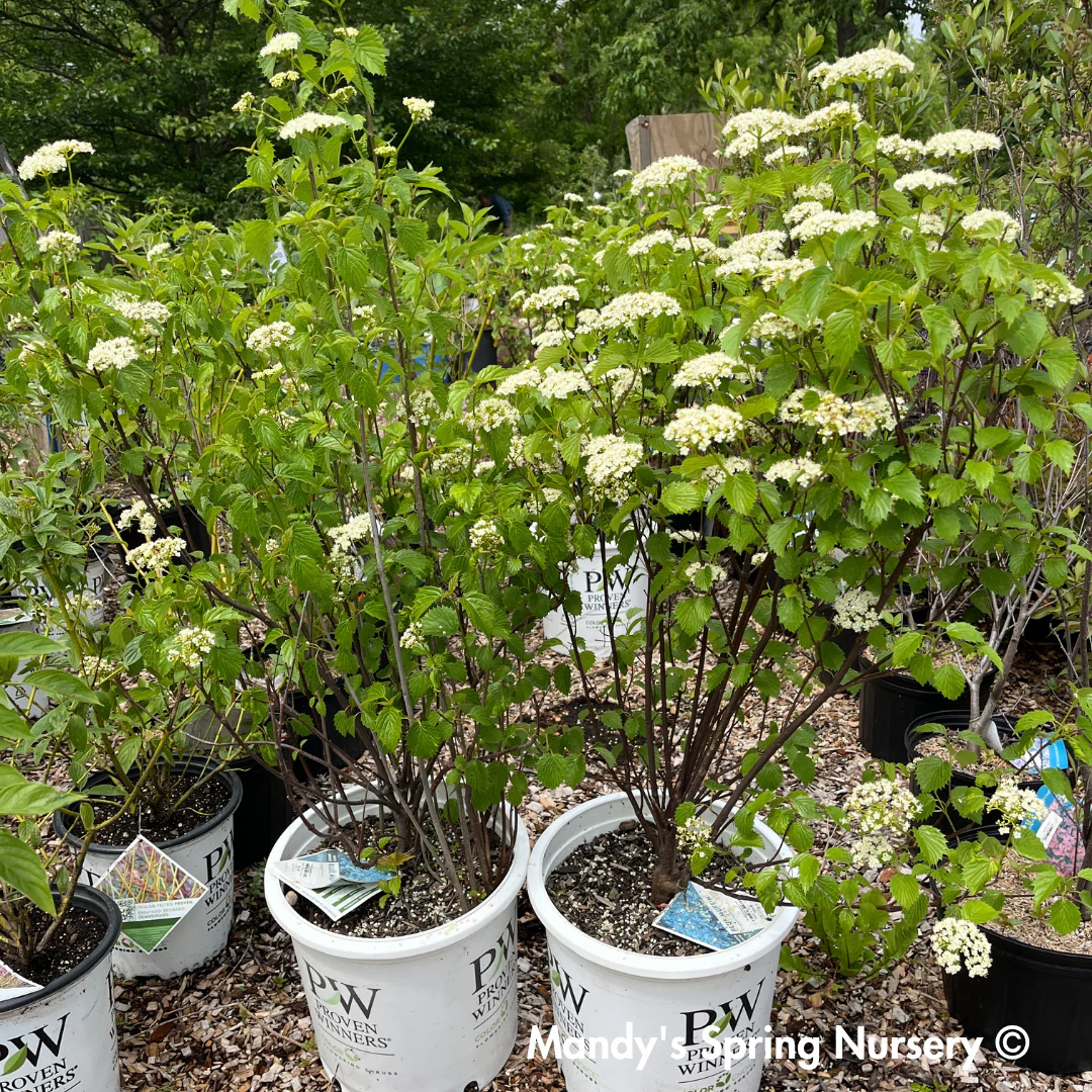Blue Muffin Arrowwood Viburnum | Viburnum dentatum - Image 3