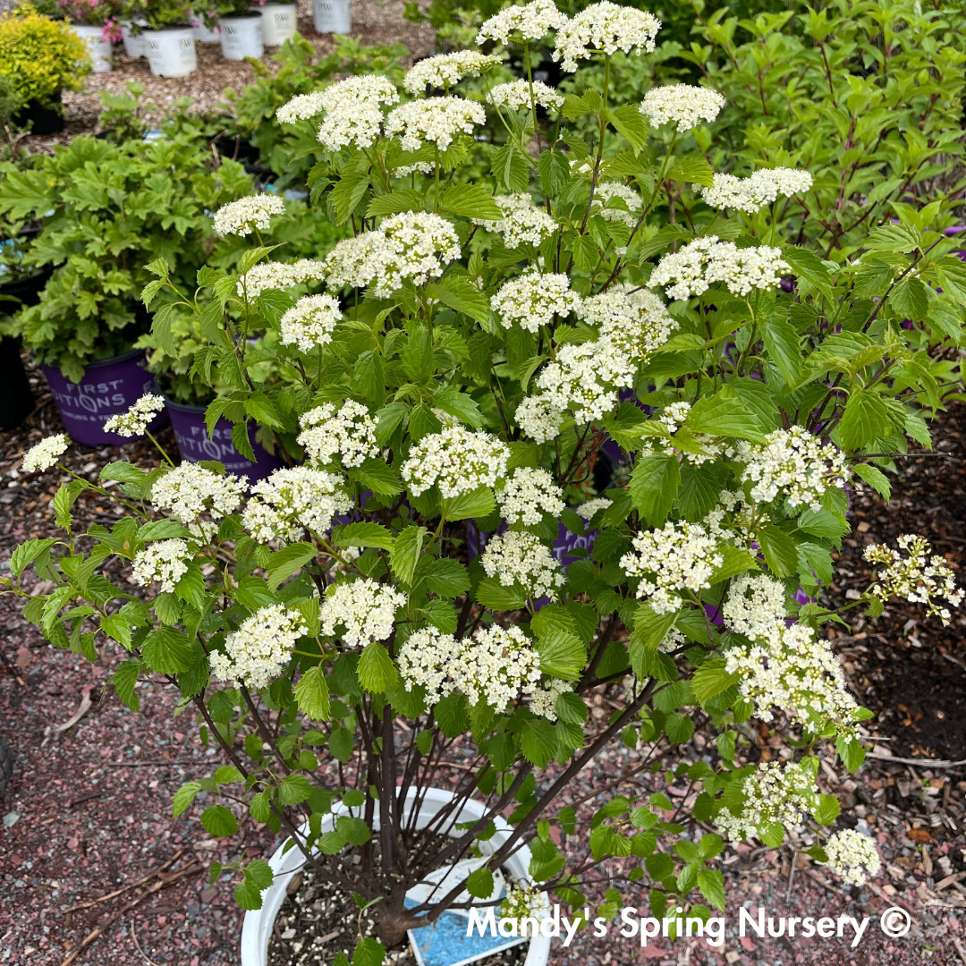 Blue Muffin Arrowwood Viburnum | Viburnum dentatum - Image 6