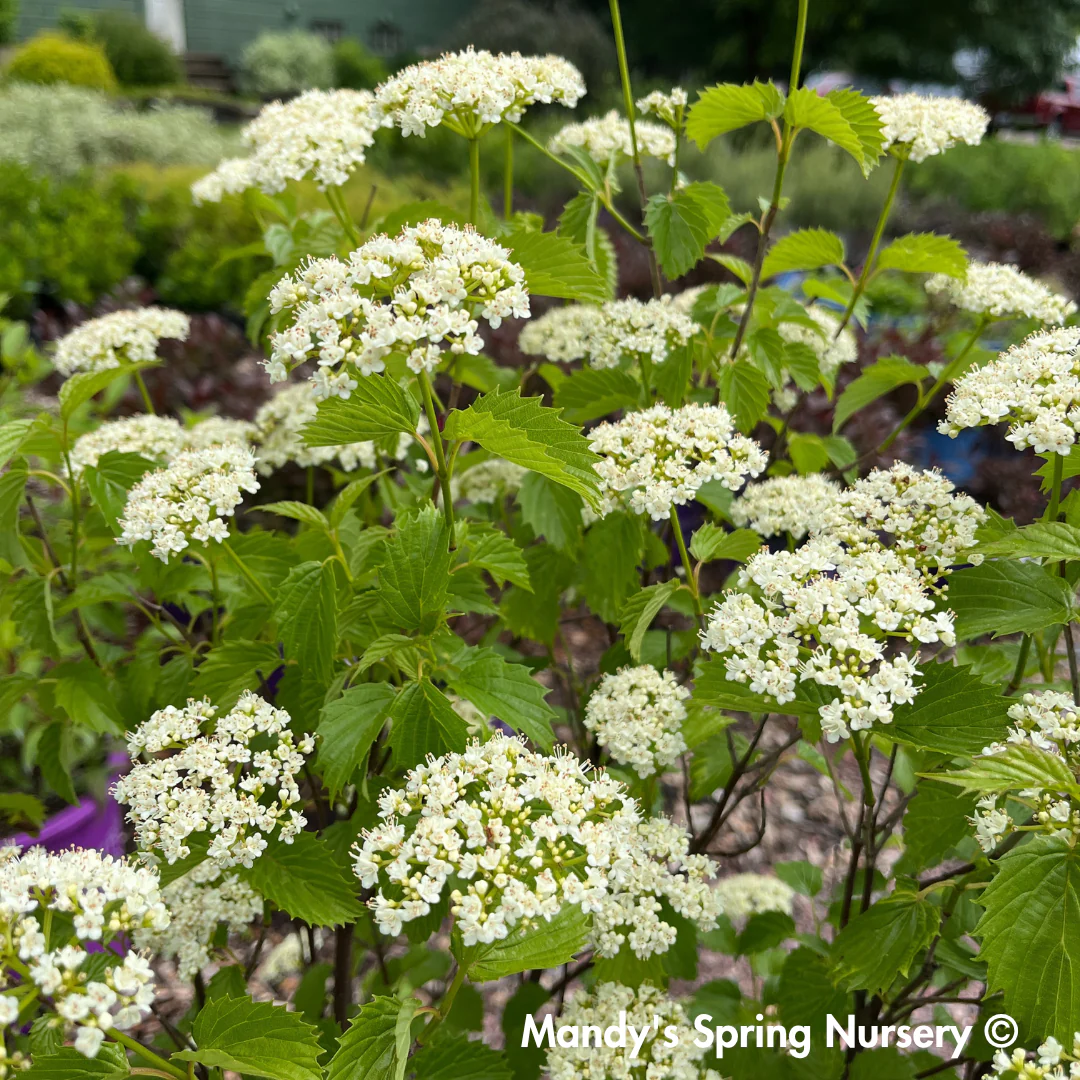 Blue Muffin Arrowwood Viburnum | Viburnum dentatum - Image 7