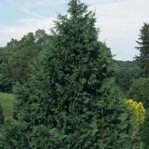 Blue Nootka Cypress | Chamaecyparis nootkatensis 'Glauca' - Image 2