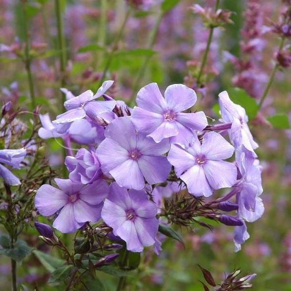 'Blue Paradise' Garden Phlox | Phlox paniculata - Image 2