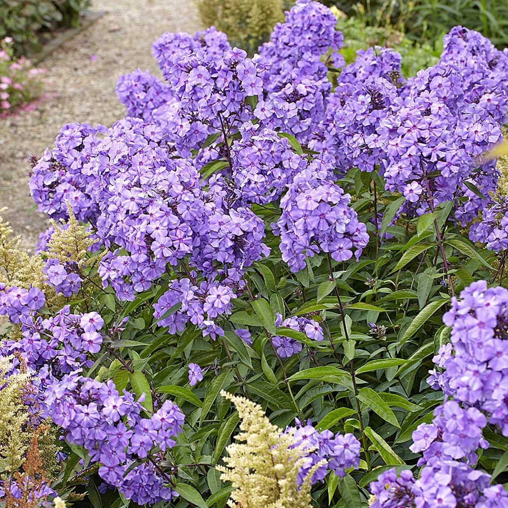 'Blue Paradise' Garden Phlox | Phlox paniculata - Image 3