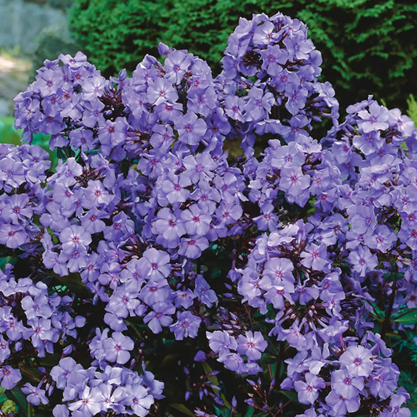 'Blue Paradise' Garden Phlox | Phlox paniculata - Image 4
