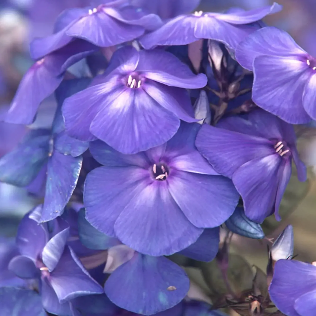 'Blue Paradise' Garden Phlox | Phlox paniculata - Image 5
