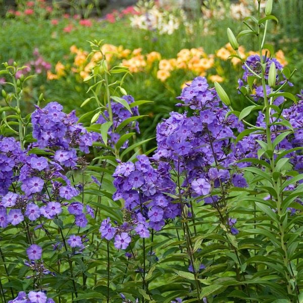 'Blue Paradise' Garden Phlox | Phlox paniculata - Image 6