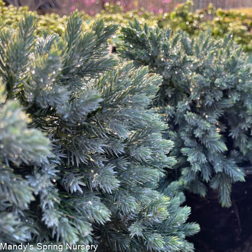 'Blue Star' Juniper | Juniperus squamata 'Blue Star' - Image 3
