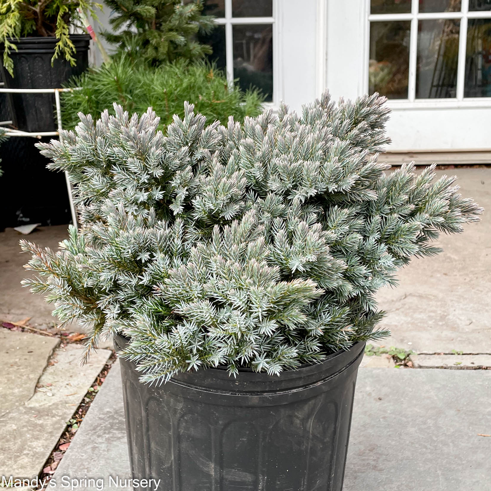 'Blue Star' Juniper | Juniperus squamata 'Blue Star' - Image 4