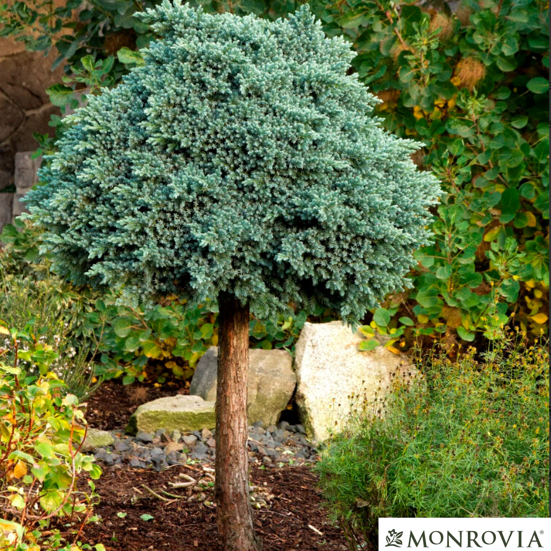 'Blue Star' Juniper | Juniperus squamata 'Blue Star' - Image 5