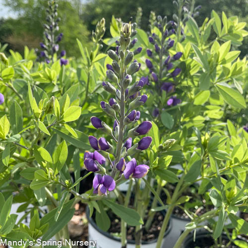 Blueberry Sundae False Indigo | Baptisia 'Blueberry Sundae' - Image 2