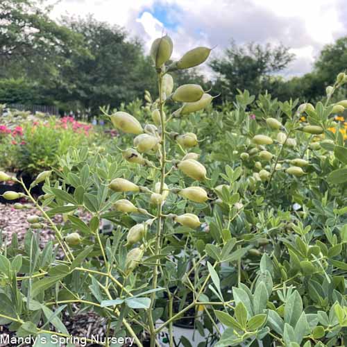 Blueberry Sundae False Indigo | Baptisia 'Blueberry Sundae' - Image 3