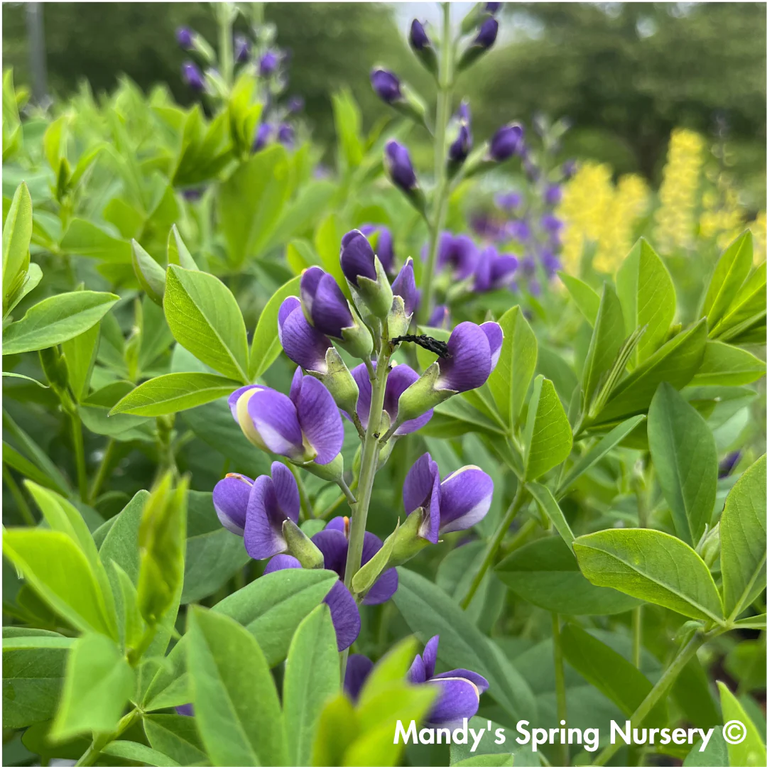 Blueberry Sundae False Indigo | Baptisia 'Blueberry Sundae' - Image 4