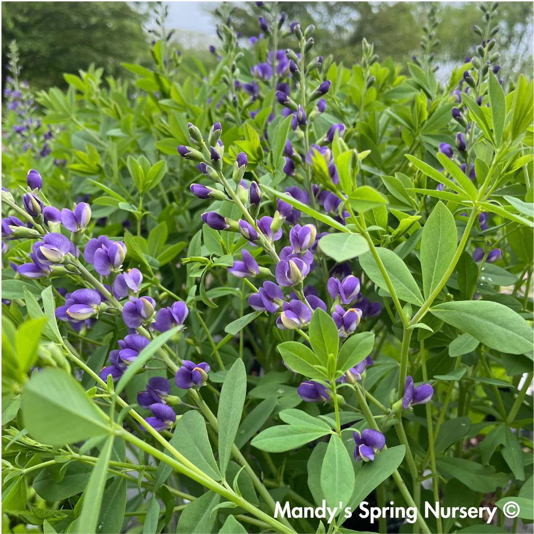 Blueberry Sundae False Indigo | Baptisia 'Blueberry Sundae' - Image 5