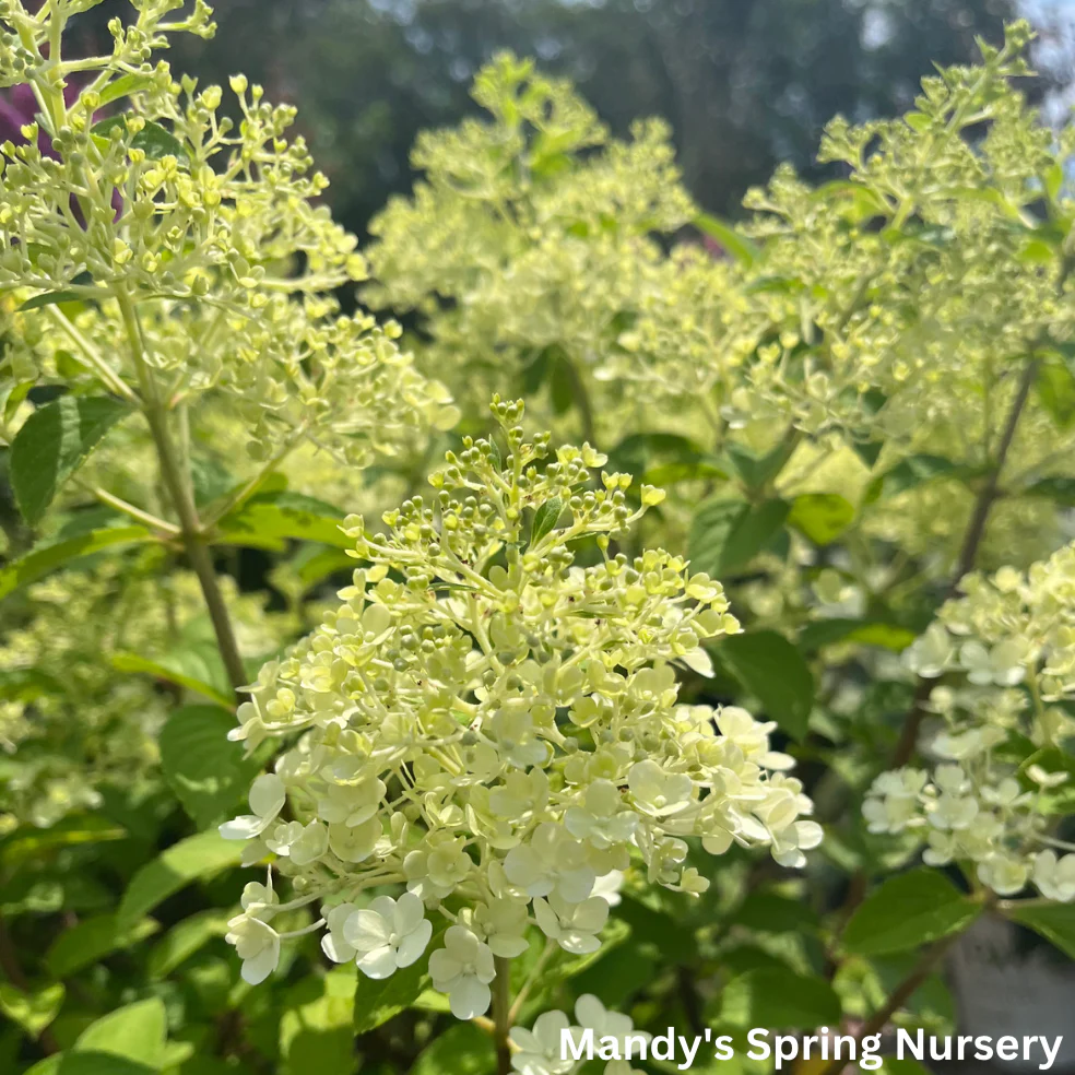 Bobo Hydrangea | Hydrangea paniculata - Image 4