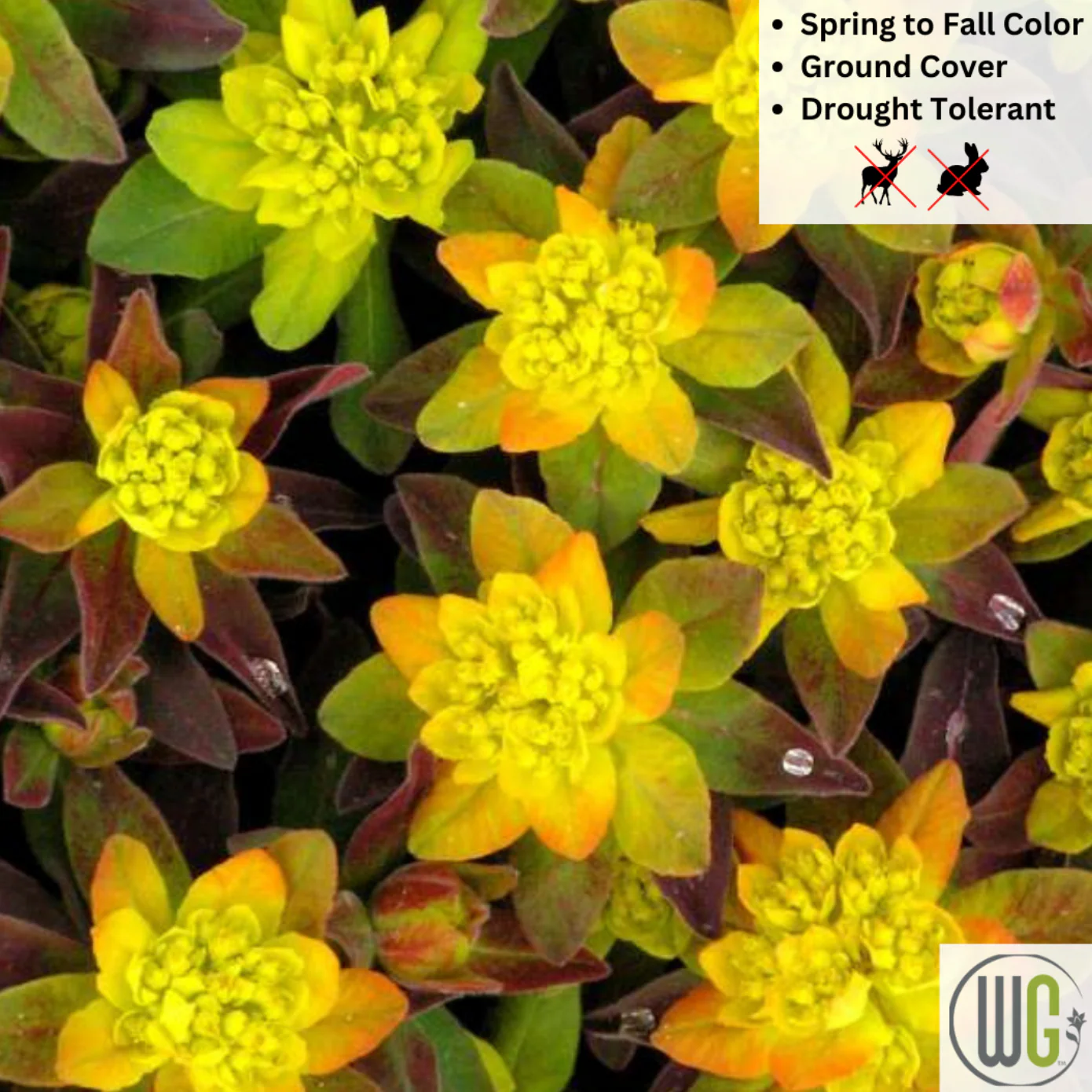 'Bonfire' Cushion Spurge | Euphorbia polychroma 'Bonfire' - Image 2