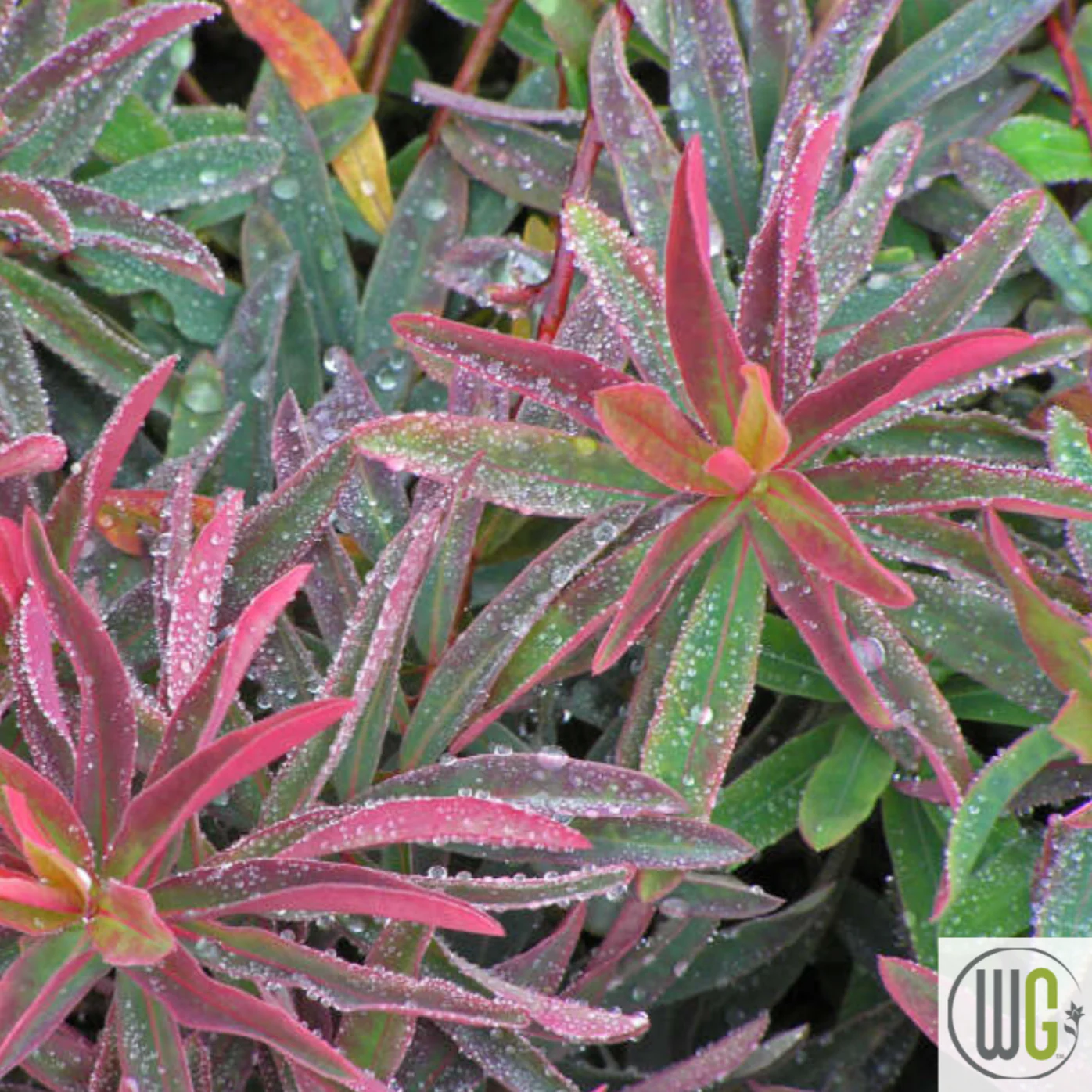 'Bonfire' Cushion Spurge | Euphorbia polychroma 'Bonfire' - Image 3