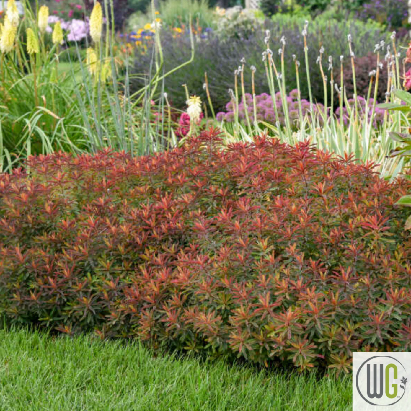 'Bonfire' Cushion Spurge | Euphorbia polychroma 'Bonfire' - Image 4
