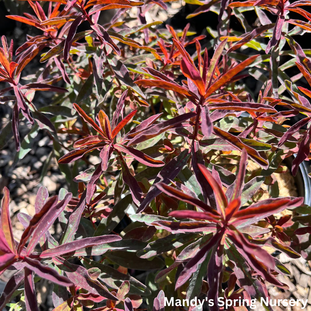 'Bonfire' Cushion Spurge | Euphorbia polychroma 'Bonfire' - Image 5