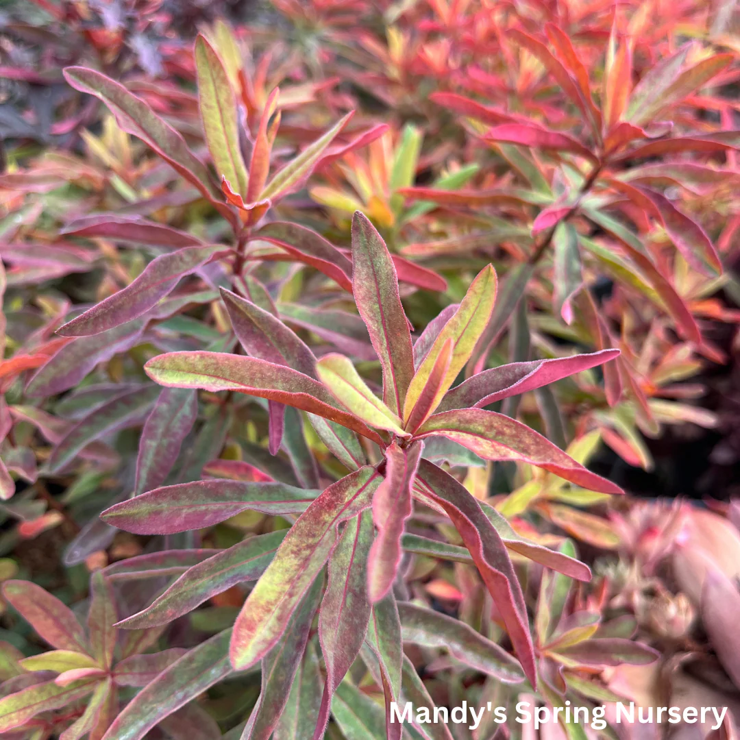 'Bonfire' Cushion Spurge | Euphorbia polychroma 'Bonfire' - Image 6