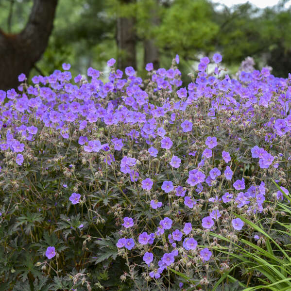 Boom Chocolatta Geranium | Geranium pratense - Image 2